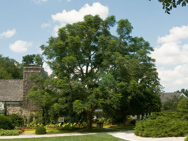 Kentucky Coffee Tree | Breezy Hill Nursery