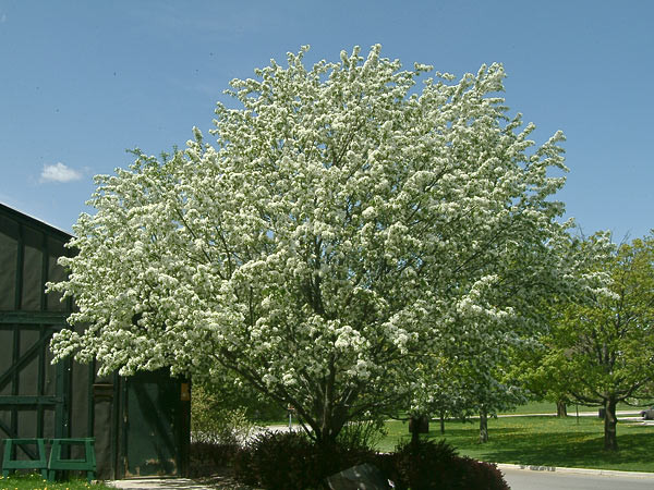 Spring Snow Crabapple Breezy Hill Nursery