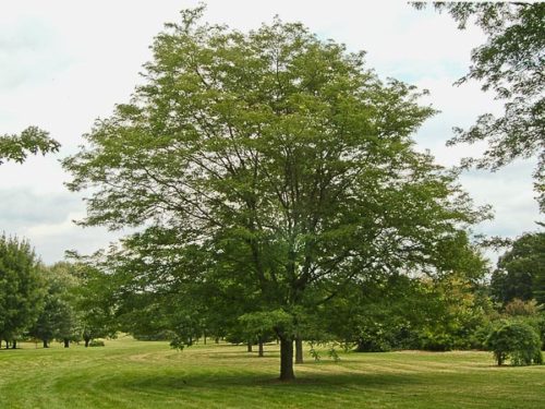 Shademaster Honeylocust