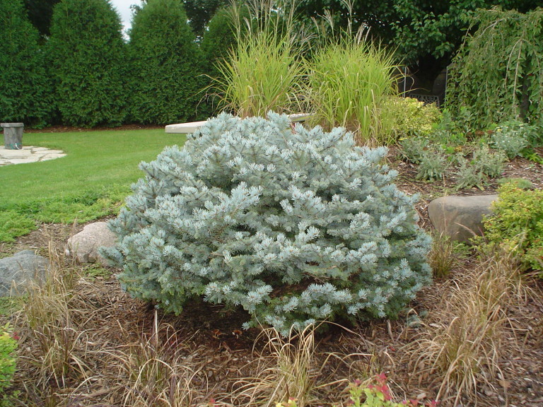 Globe Blue Spruce