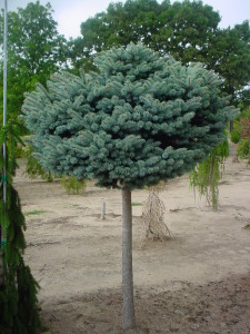 Globe Spruce on Standard