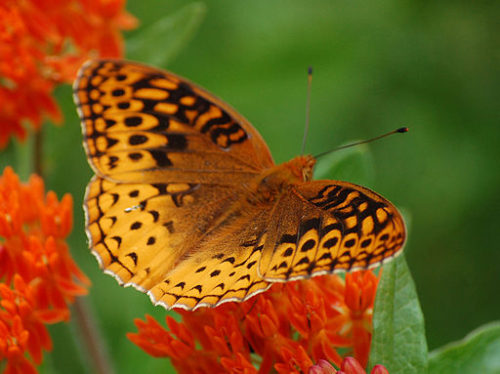 Creating A Butterfly Garden