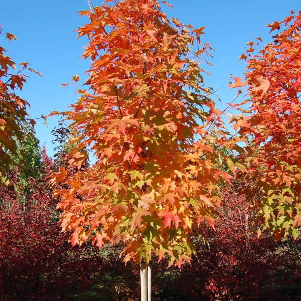 Velvet Pillar Crabapple