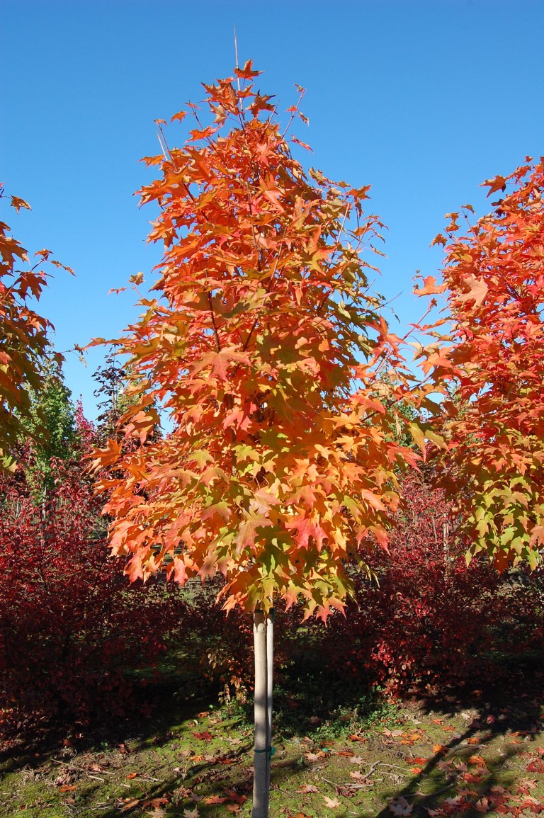 Green Mountain Sugar Maple