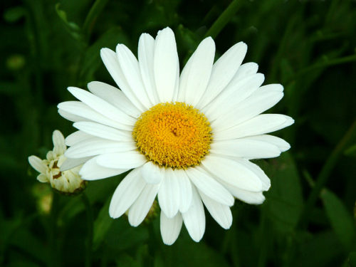 Becky Shasta Daisy