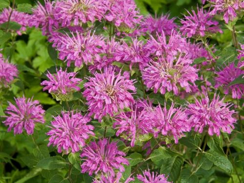 Petite Delight Beebalm