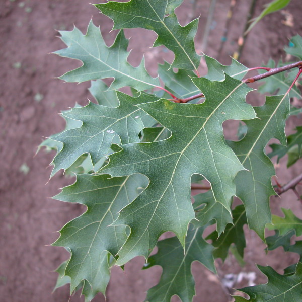 Northern Pin Oak | Breezy Hill Nursery