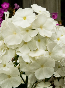 David Garden Phlox