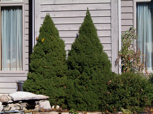 Dwarf Alberta Spruce