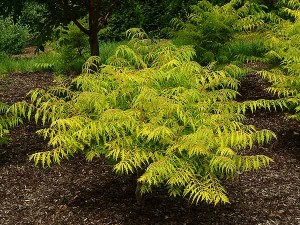 Tiger Eye Sumac