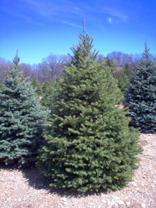 Colorado Spruce