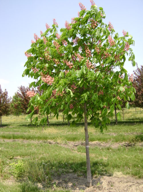 Fort McNair Horse Chestnut