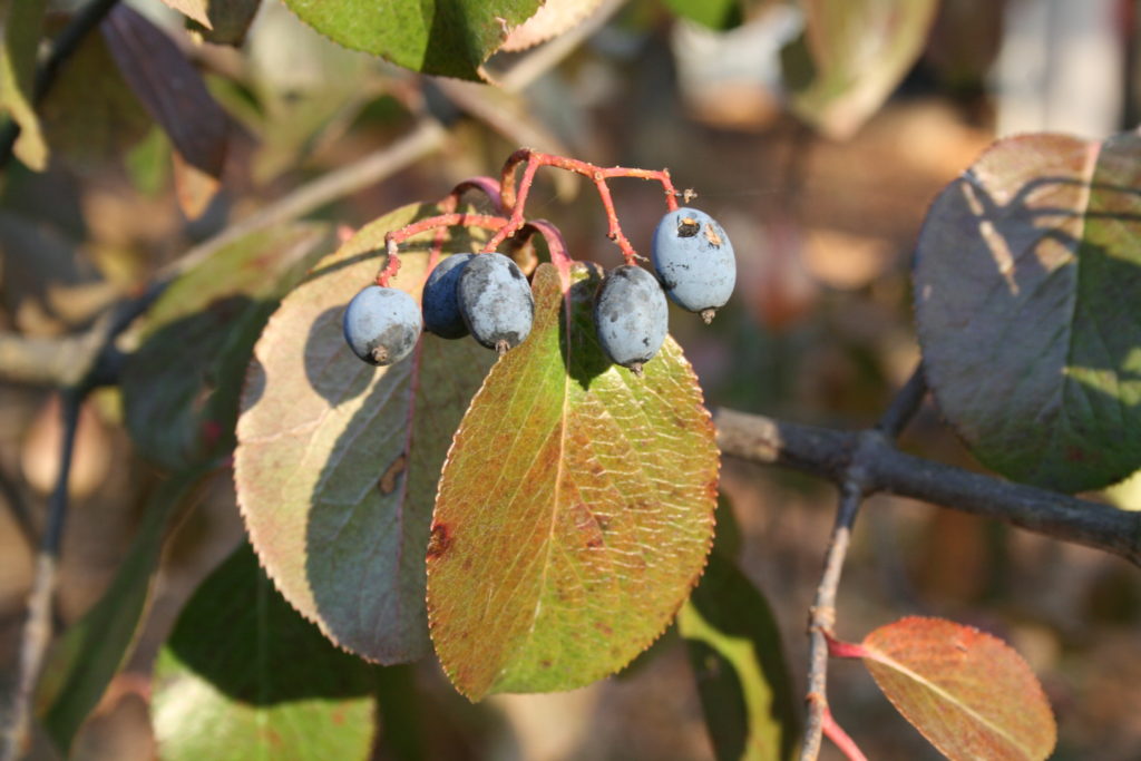 Blackhaw Viburnum