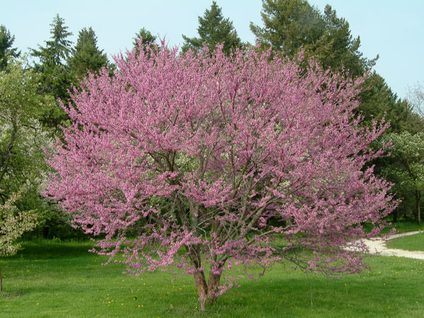 Eastern Redbud | Breezy Hill Nursery