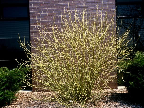 Yellow Twig Dogwood | Breezy Hill Nursery