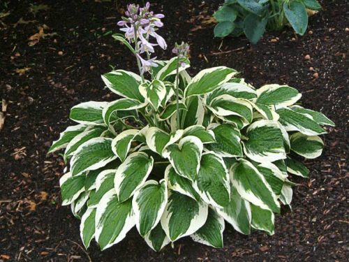 Patriot Hosta