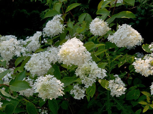 Little Lamb Hydrangea