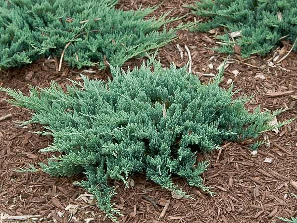 Blue Chip Juniper | Breezy Hill Nursery