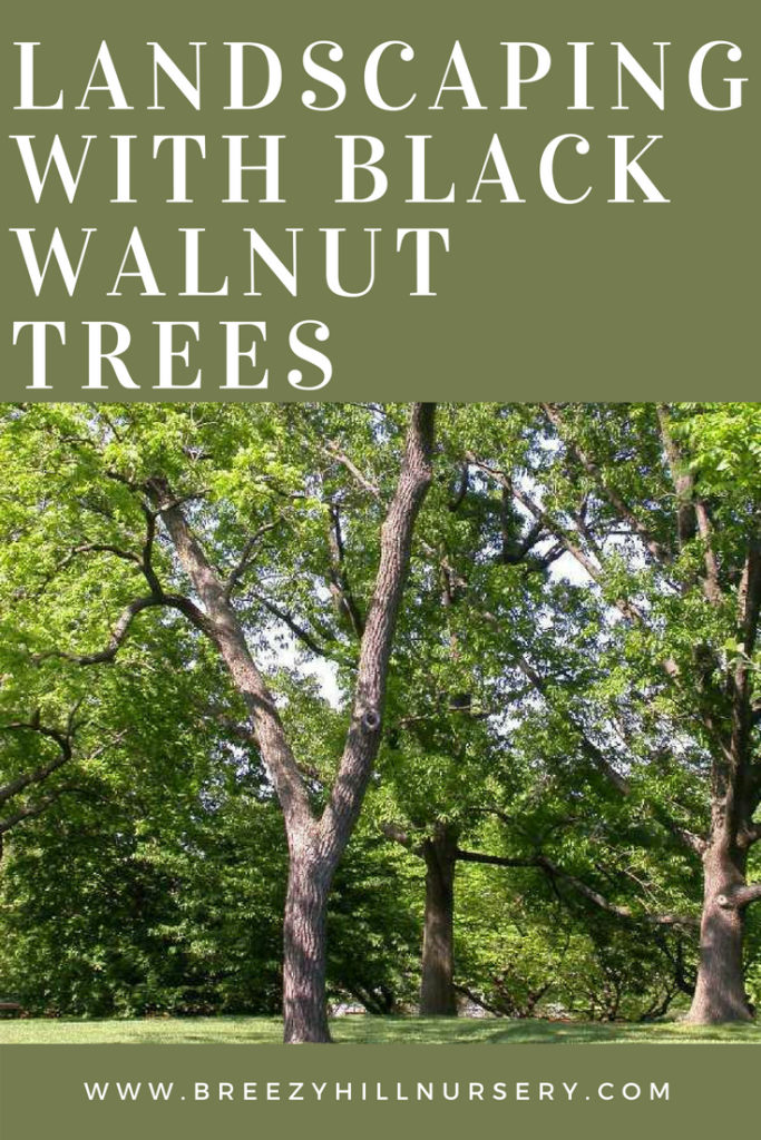 Landscaping With Black Walnut Trees A Breezy Hill Nursery Guide