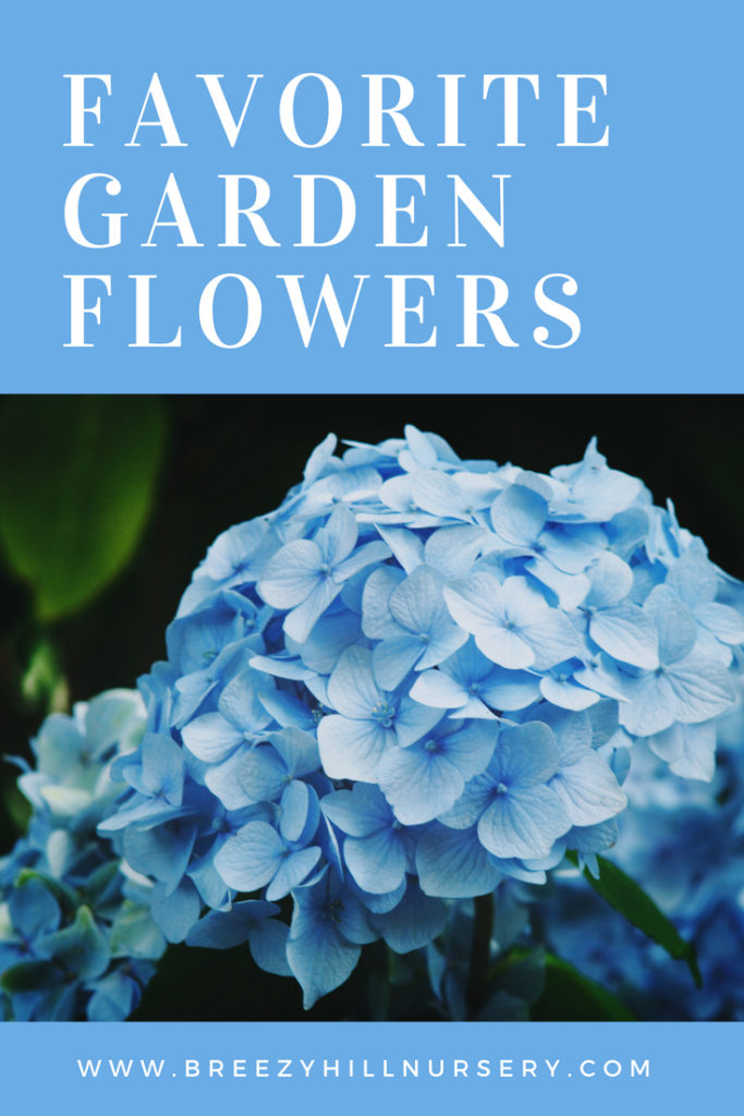 Favorite Garden Flowers - Hydrangeas