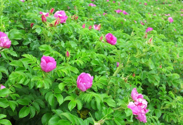 Rosa Rugosa The Easy Care Rose You Need To Know About