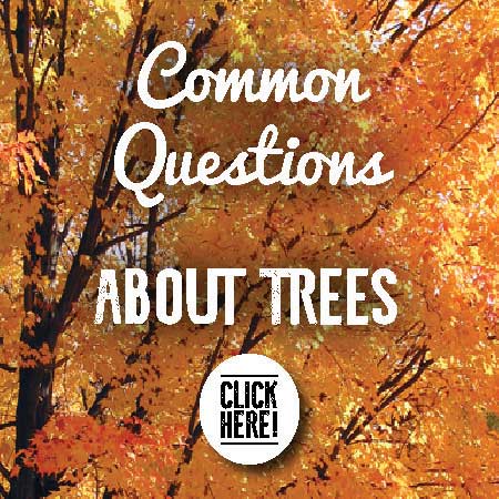 Common Questions about Trees