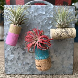 Wine Cork Air Plant Magnet Workshop